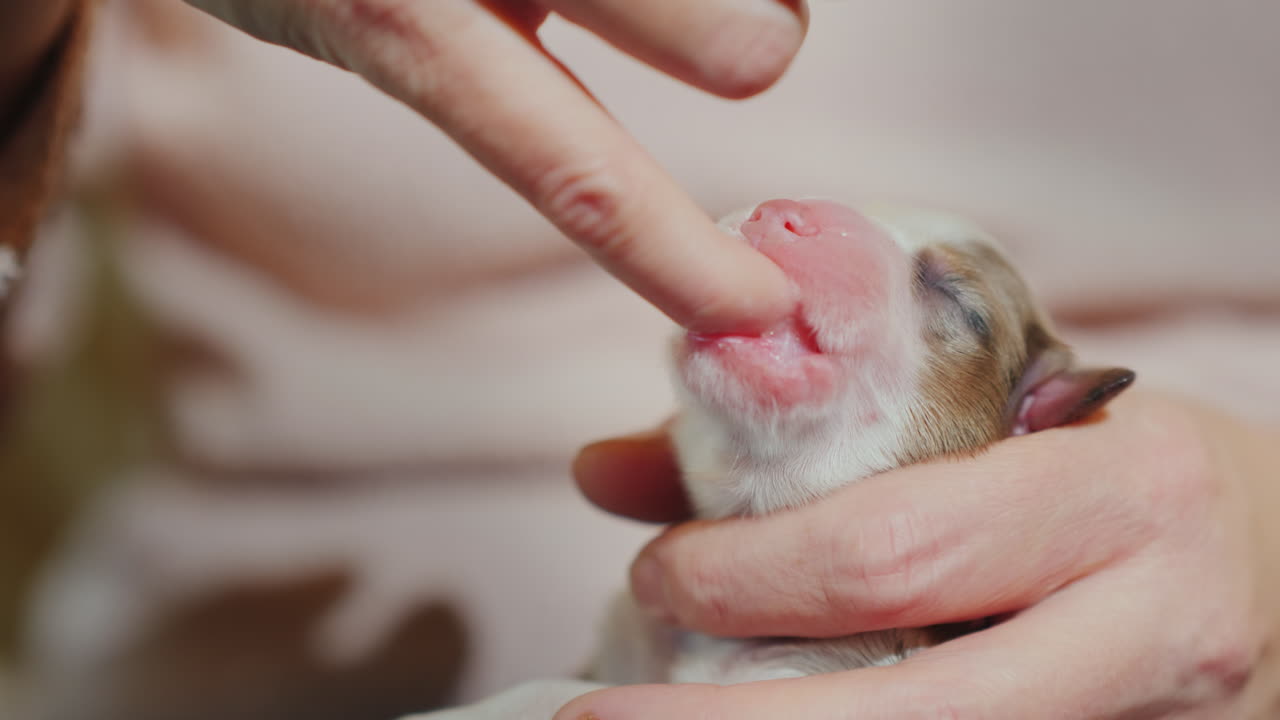 갓 태어난 강아지는 손가락 본능을 빨아먹는다 개념 02