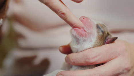 Newborn-Puppy-Sucks-Finger-Instincts-Concept-02