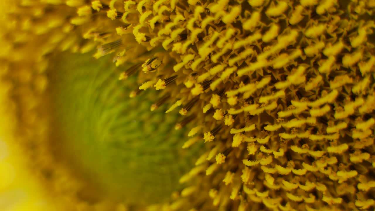 una foto de girasol de cerca