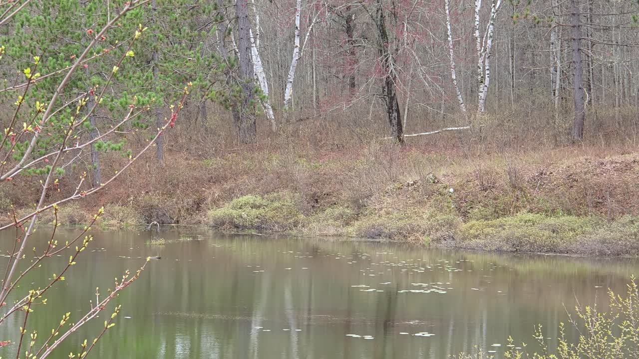 Two bitterns fly low over pond beside remote forest cabin