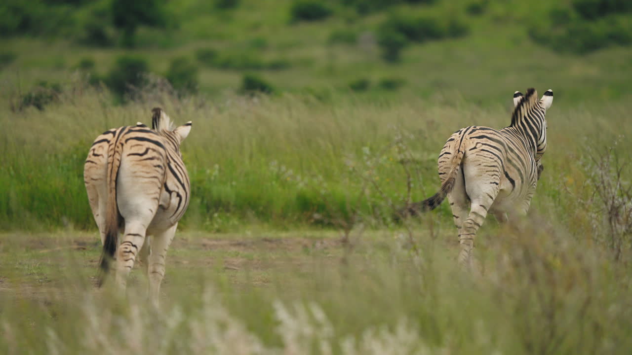In the tall grasses of the African savannah, a zebra forages peacefully, its striking black-and-white stripes blending seamlessly into the lush landscape.