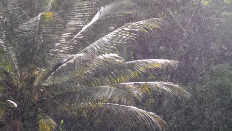 sun light shining through the rain particles and landing on large palm leaves reflecting beautiful color