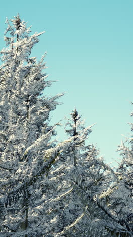 snow covered winter forest