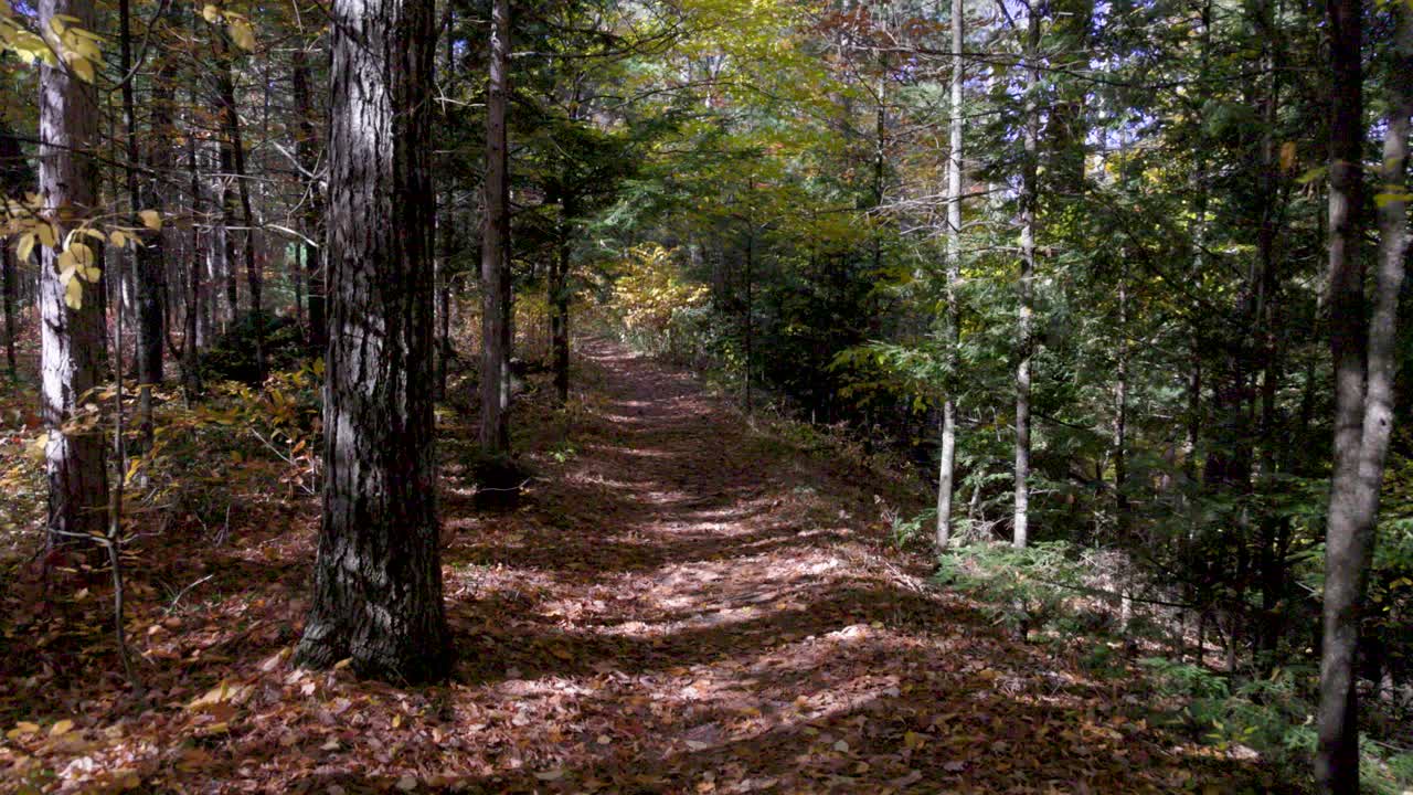 percorso naturalistico situato nella foresta nazionale di huron manistee nel michigan durante l'autunno con video gimbal che cammina in avanti
