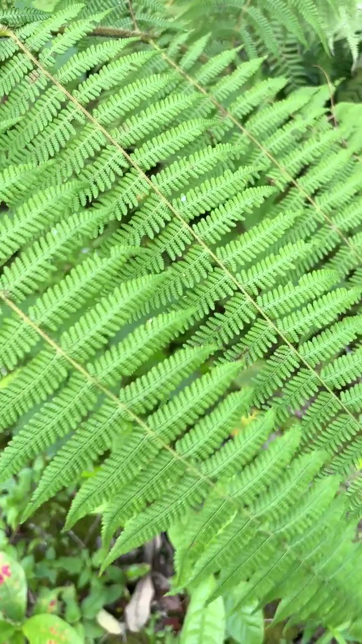 Primo piano di fronde di felce di un verde vibrante nella natura