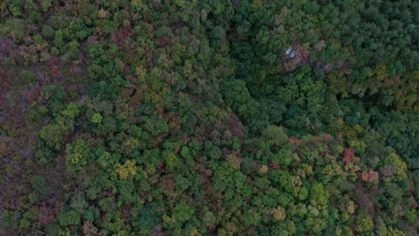 vista aérea del bosque denso con árboles y arbustos verdes