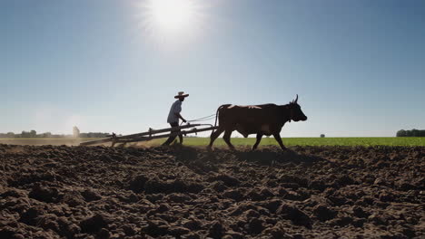 A farmer uses oxen to plow a field under the sun