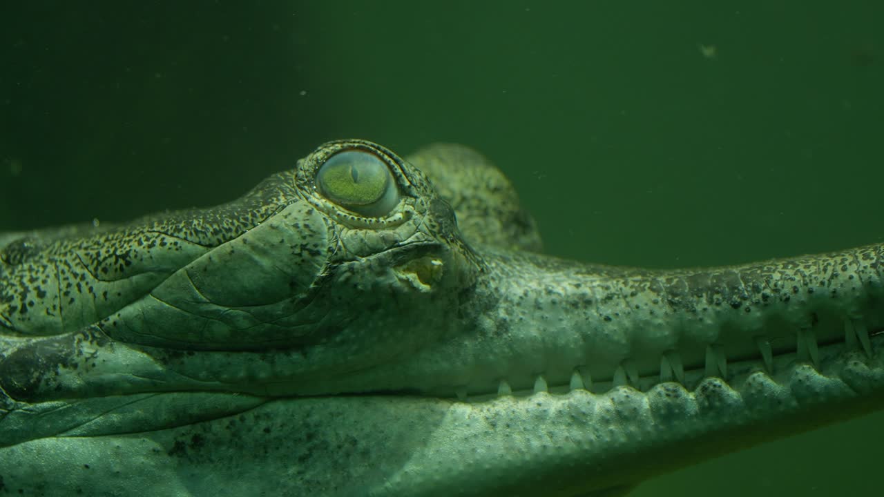 Närbild på huvudet av en ung krokodil som flyter under vattenytan, redo att attackera.