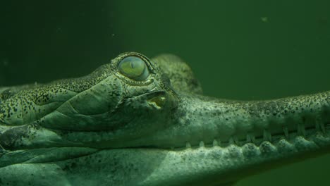 close-up head of young crocodile floating underwater ready to attack