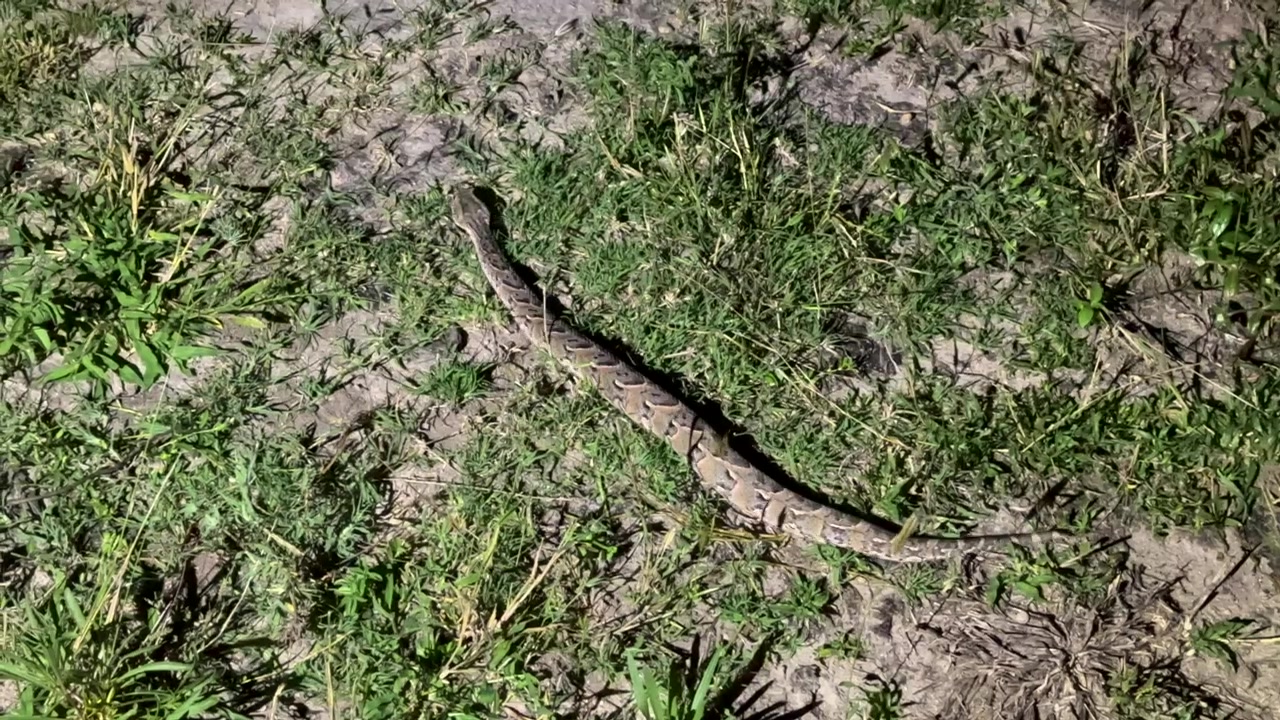 Puff adder (Bitis arietans) moving through grassy terrain at night in the light of a flashlight in Kruger National Park, South Africa. Ideal for nature documentaries.