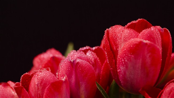 frische blumen tulpen auf schwarzem hintergrund 1