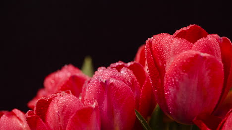 fresh flowers tulips on black background 1