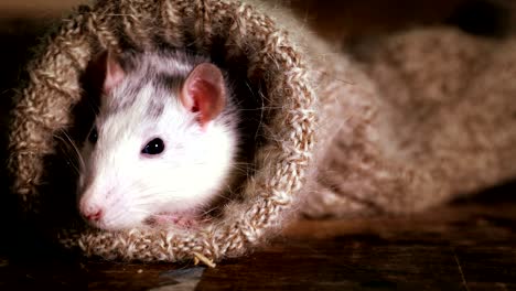 cute grey-and-white rat peeks out of a wool sock