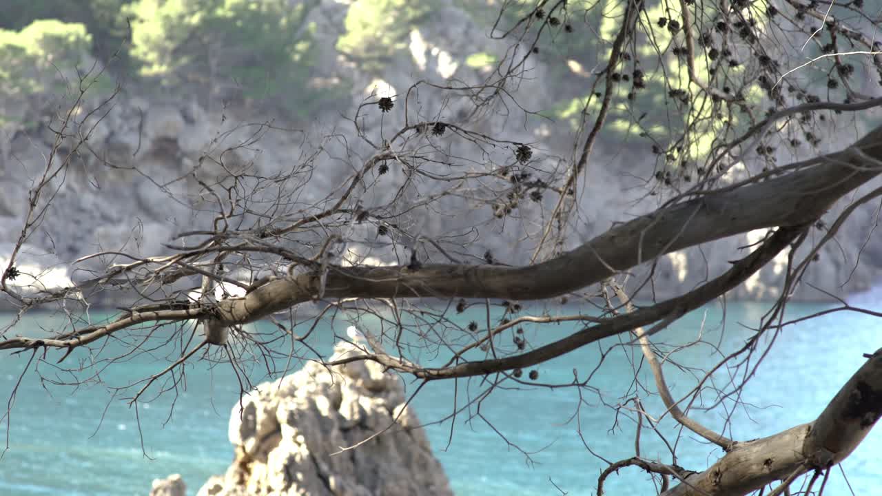 vista de la costa con ramas secas