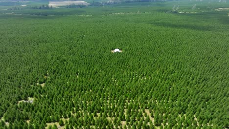 Toma-Aérea-De-Un-Granero-Blanco-En-Un-Bosque-De-Pinos-Verdes-En-Nueva-Zelanda