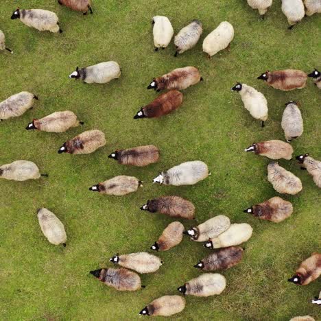 aerial view of beautiful green hill pasture with herd of sheep. drone video of domestic animals at green field