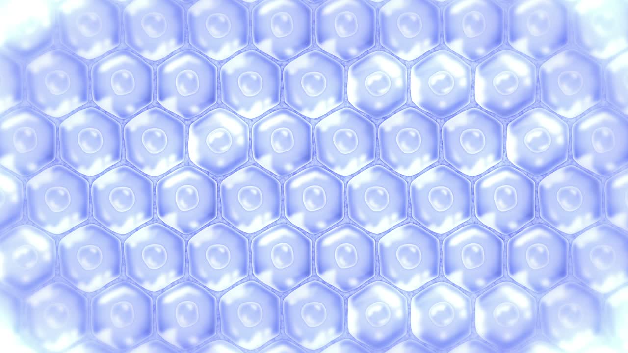 Human skin cells. Each cell with membrane. Cellular therapy. Disease treatment. Nucleus and vacuole. Regeneration. Loop animation.