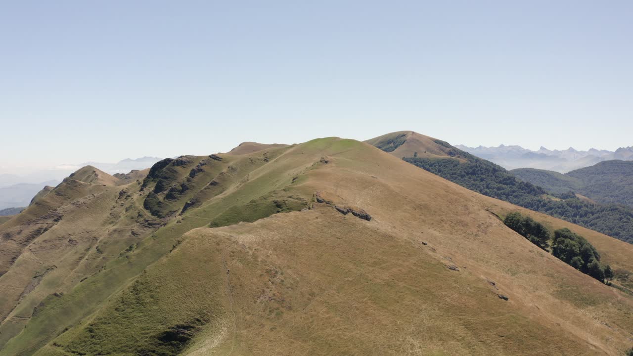 High flyover: Flock of sheep graze on green grassy mountain ridge