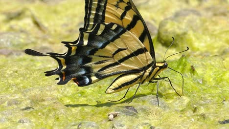 Single-Tiger-Swallowtail-Yellow-and-black-butterfly-wings-blowing-in-the-wind-closeup-and-extreme-close-up