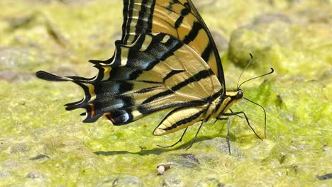 single tiger swallowtail yellow and black butterfly wings blowing in the wind closeup and extreme close up