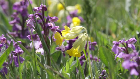 wild yellow cowslip flowers and purple early orchids blooming in a wild flower meadow in worcestershire, england amid the strong green meadow grasses