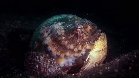 椰子章魚在外<unk>中 塑膠杯 隱藏 步行 lembeh 印尼 4k 25fps