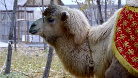 camel on a leash