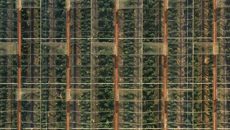 greenhouse with green vegetables topshot going sideways