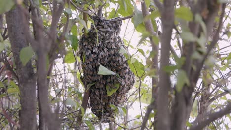 Plano-General-De-Una-Colonia-De-Abejas-Pululando-Sobre-Una-Estructura-De-Panal-A-Través-De-Las-Ramas