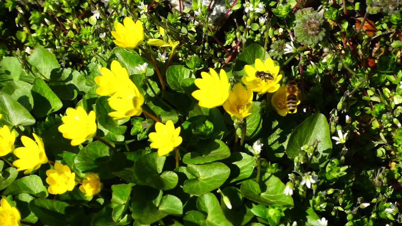 Bees and flowers. Slow motion