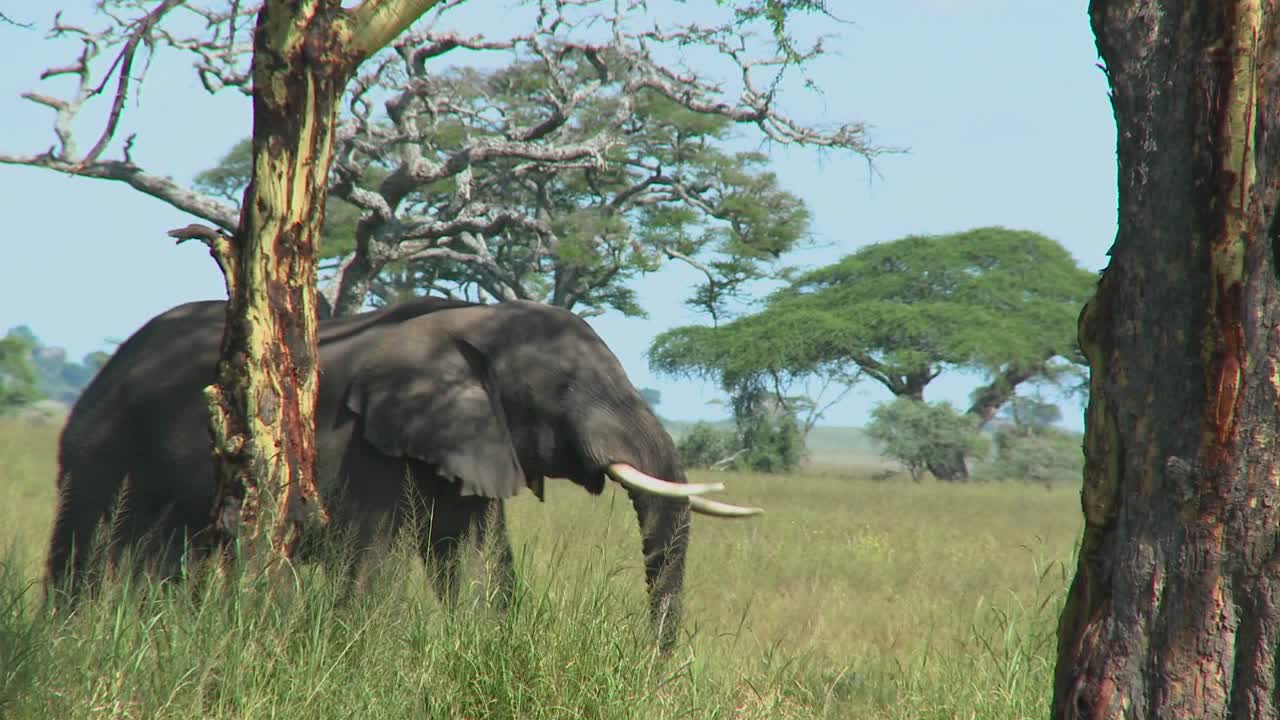 코끼리가 코로 나무에 손을 뻗다