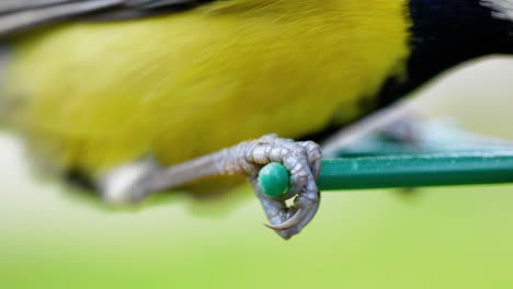 toma macro cinematográfica en cámara lenta de 4k de los pies de un pájaro aterrizando en un comedero para pájaros