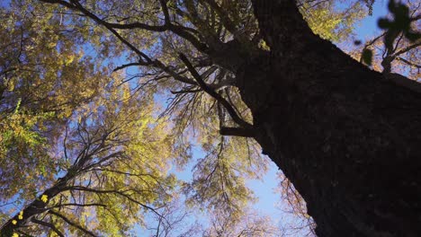 Colores-Del-Otoño,-Patagonia-Argentina