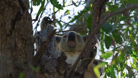 cute koala bear sitting on a tree