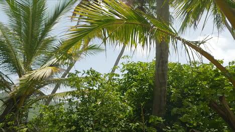 tiro en ángulo bajo de palmeras altas y vegetación tropical que bordean playa rincón, república dominicana