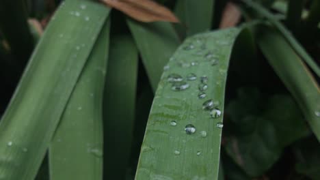 Pequeñas-Gotas-De-Rocío-En-Hojas-De-Color-Verde-Oscuro-1