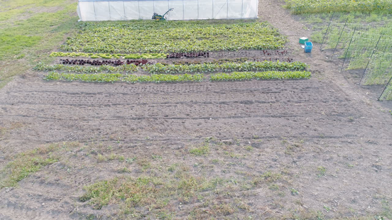 plantas en invernadero 4k