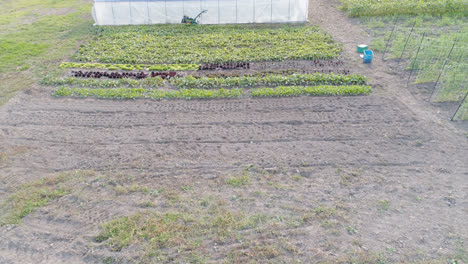 plantas en invernadero 4k