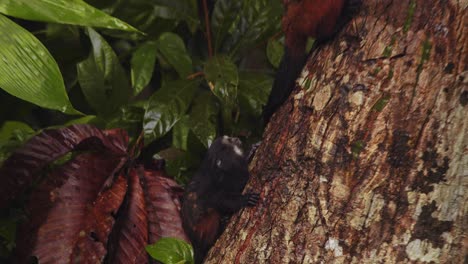 saddleback tamarin mother comes and feeds its baby as it hunts on the tree trunk