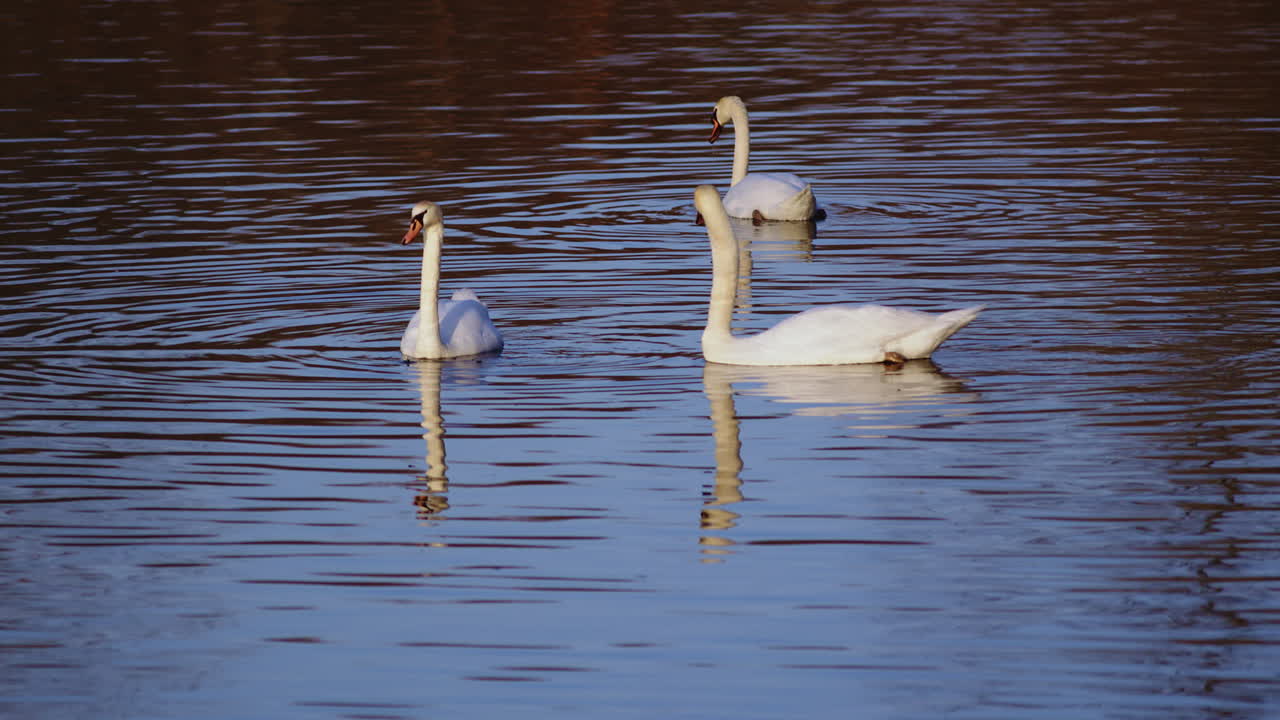 Soft morning glow surrounds swans gliding in slow motion on a pond