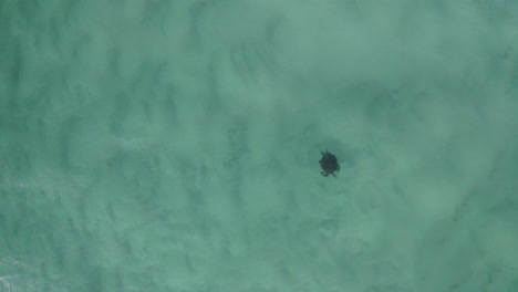 Disparo-De-Dron-De-4k-De-Altura-Mirando-Hacia-Abajo-A-Una-Hermosa-Tortuga-Marina-Bajo-La-Superficie-Del-Océano-Azul-En-Australia