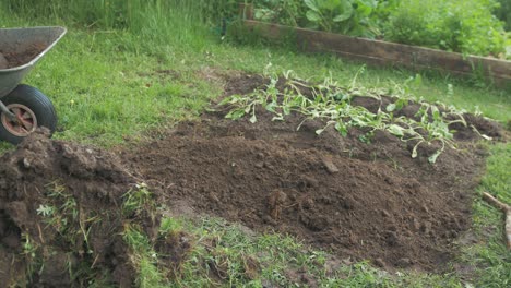 Shoveling-soil-making-row-transplanting-turnips