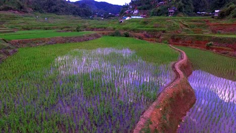 drone de la hora dorada sobre los campos de arroz con cebo en filipinas