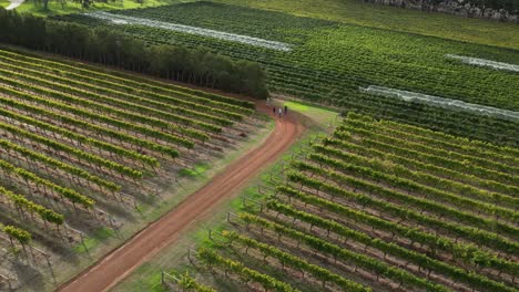 Gente-Caminando-A-Lo-Largo-Del-Camino-Cruzando-Filas-De-Viñedos,-Bodega-De-La-Puerta-De-La-Bodega-Del-Río-Margaret,-Australia