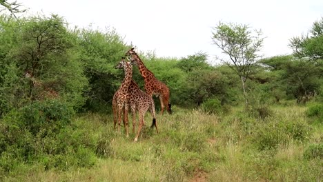 tower of four giraffes with two rolling up their long neck between them, africa