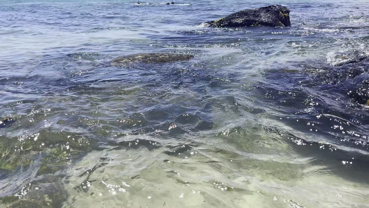 close up of giant turtles in rocky beach in Lahaina, Maui, Hawaii