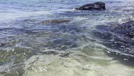 Nahaufnahme-Von-Riesenschildkröten-Am-Felsigen-Strand-In-Lahaina,-Maui,-Hawaii