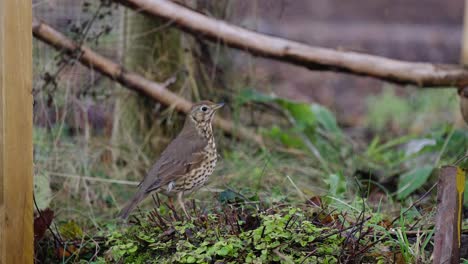 Song-thrush-bird-perched-on-ground,-looking-around,-telephoto-shot,-day