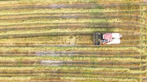 Cutting-the-last-grains-of-rice