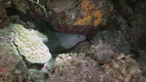 at night, a green moray is is partially visible from a crack in the coral reef